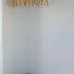 Anemoessa פולוניה